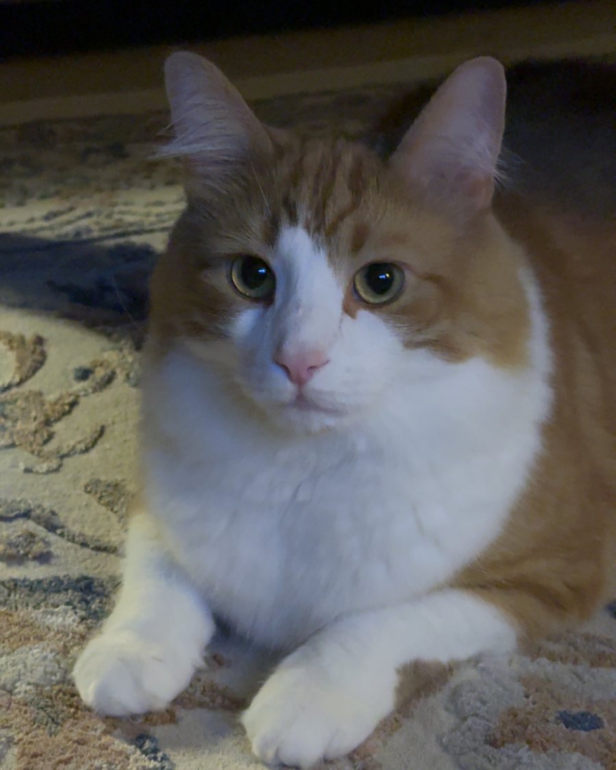 Bino, a fluffy orange and white cat