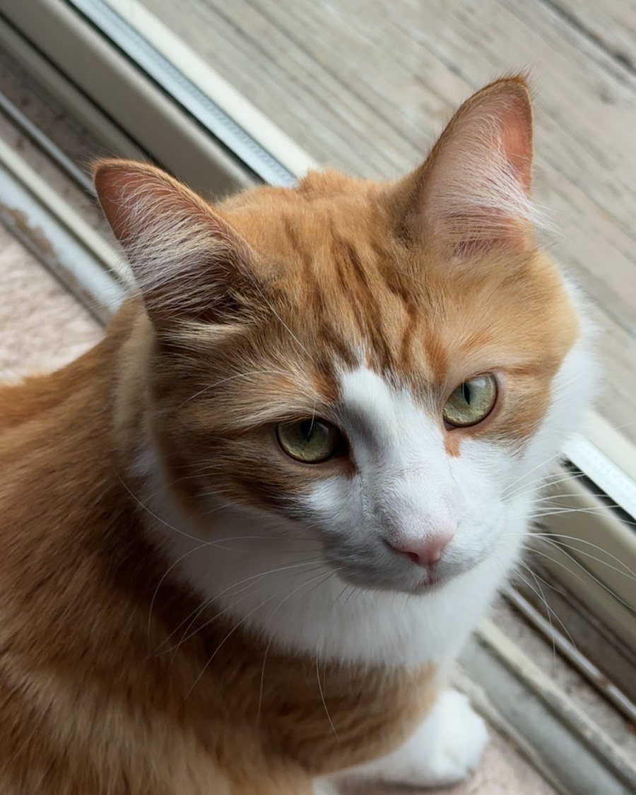 Bino, a fluffy orange and white cat